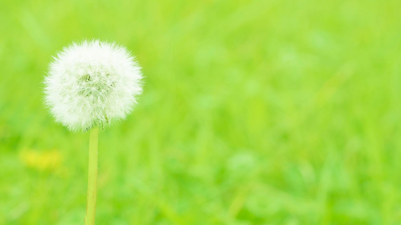 https://www.aroma-life.happy-clovers.com/wp-content/uploads/2020/09/TampopoAC1MV1280.jpg