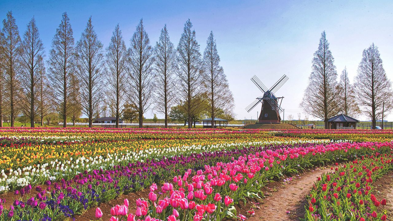 https://www.aroma-life.happy-clovers.com/wp-content/uploads/2020/09/TulipWindmill2MV1280.jpg